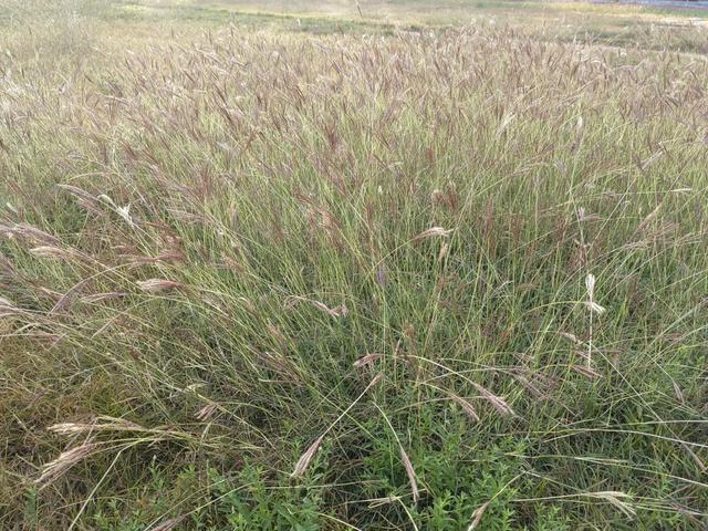 白羊草丨有意思的禾本科植物,花穗像毛刷,人们却用它的根做刷子