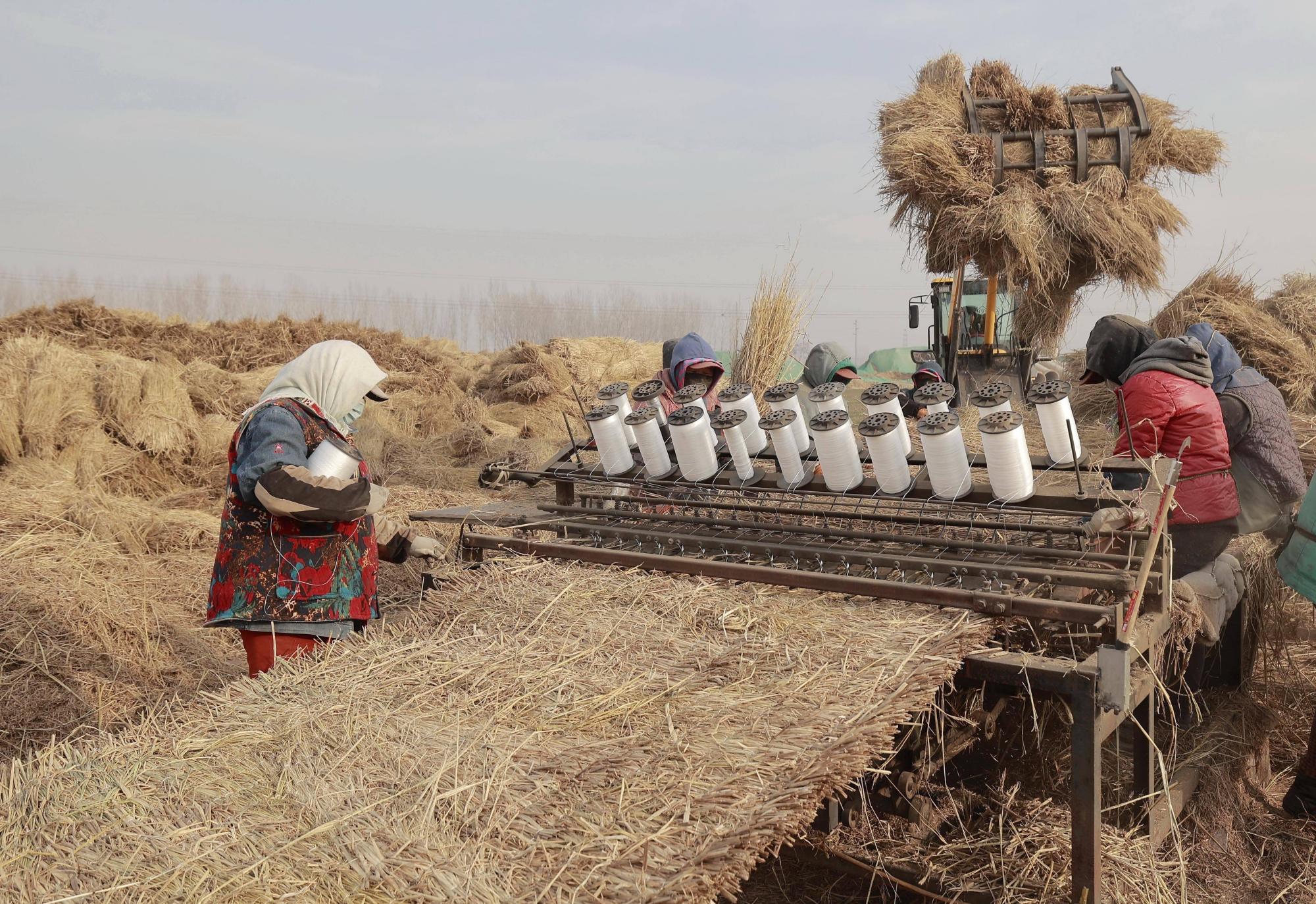 河北丰南:稻草加工助农增收