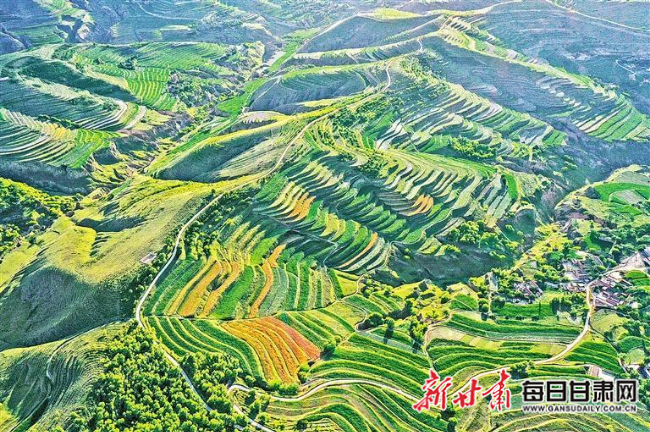 「图片新闻」会宁县新添堡回族乡沙家湾村梯田宛若一幅美丽的夏日画卷