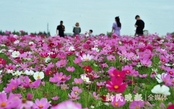 上海之鱼花海图片