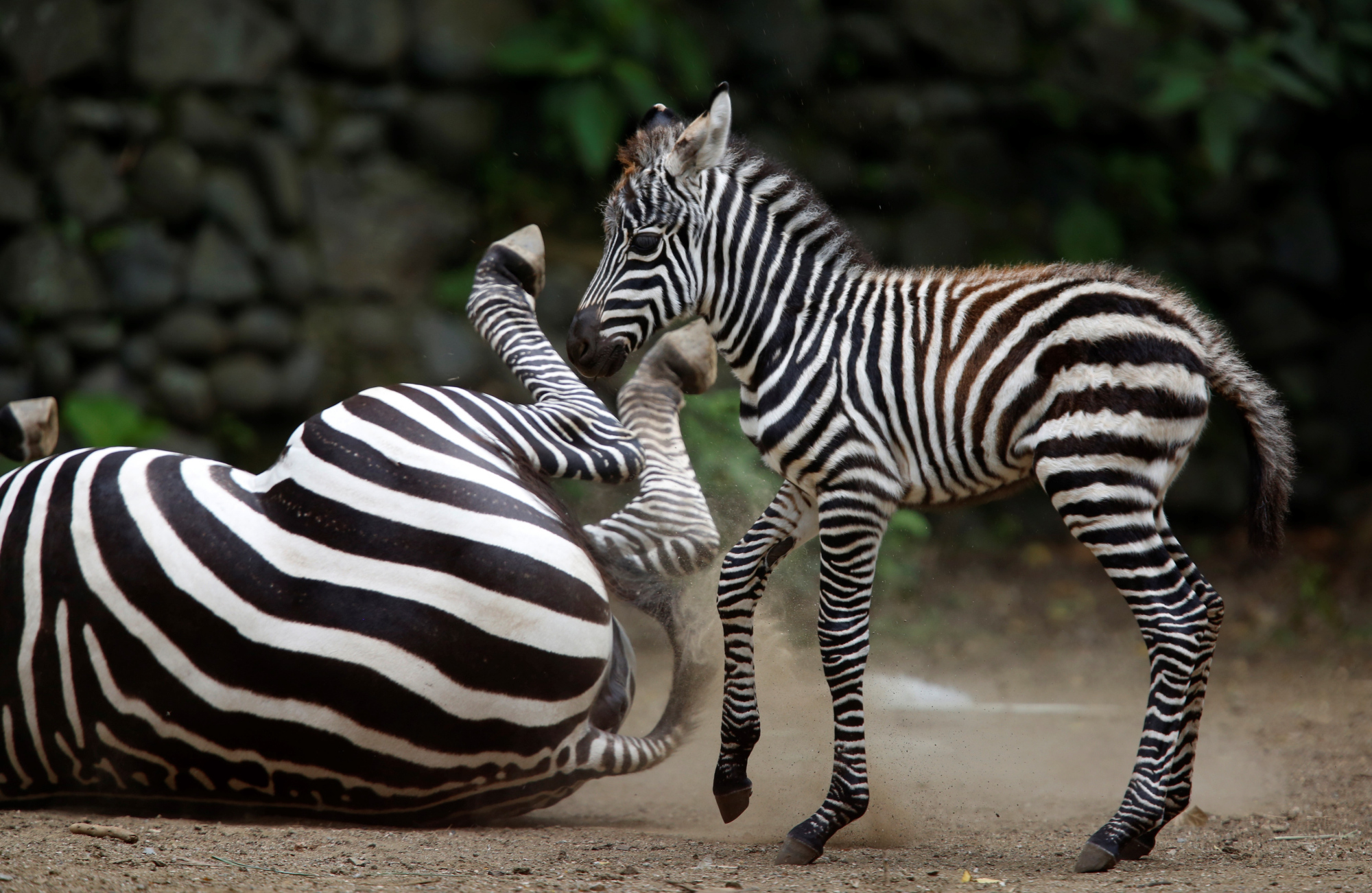 (1)新生的小斑马