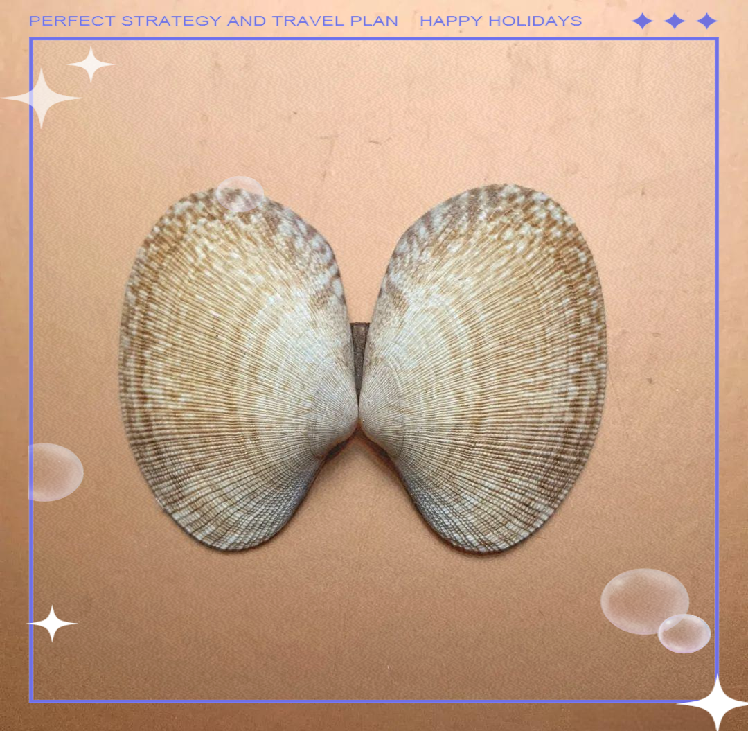 贝壳:探寻生命的光泽与独特纹理