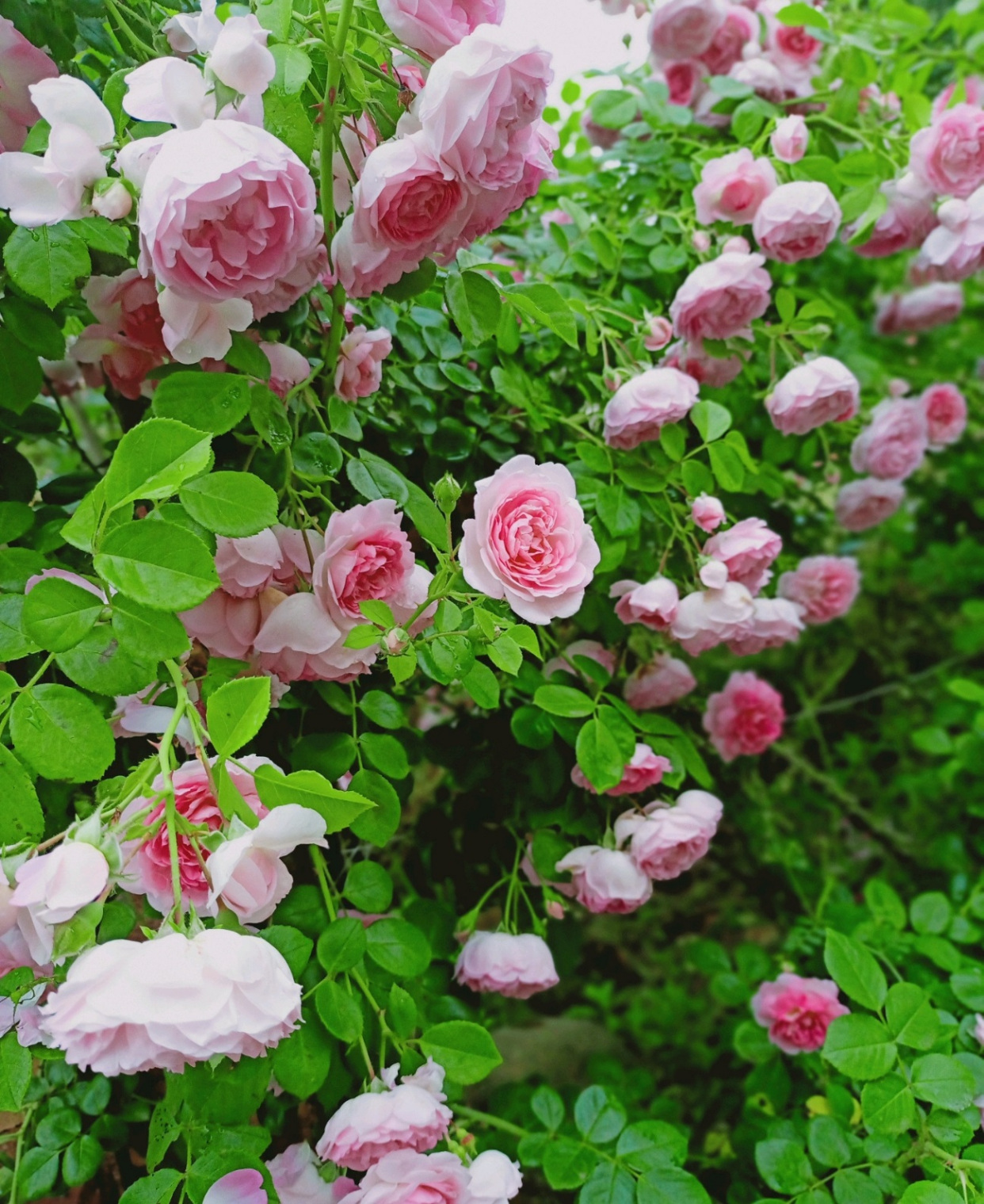 藤本月季"亚斯米娜",美丽不输粉龙,多季重复开花,阳台也能养