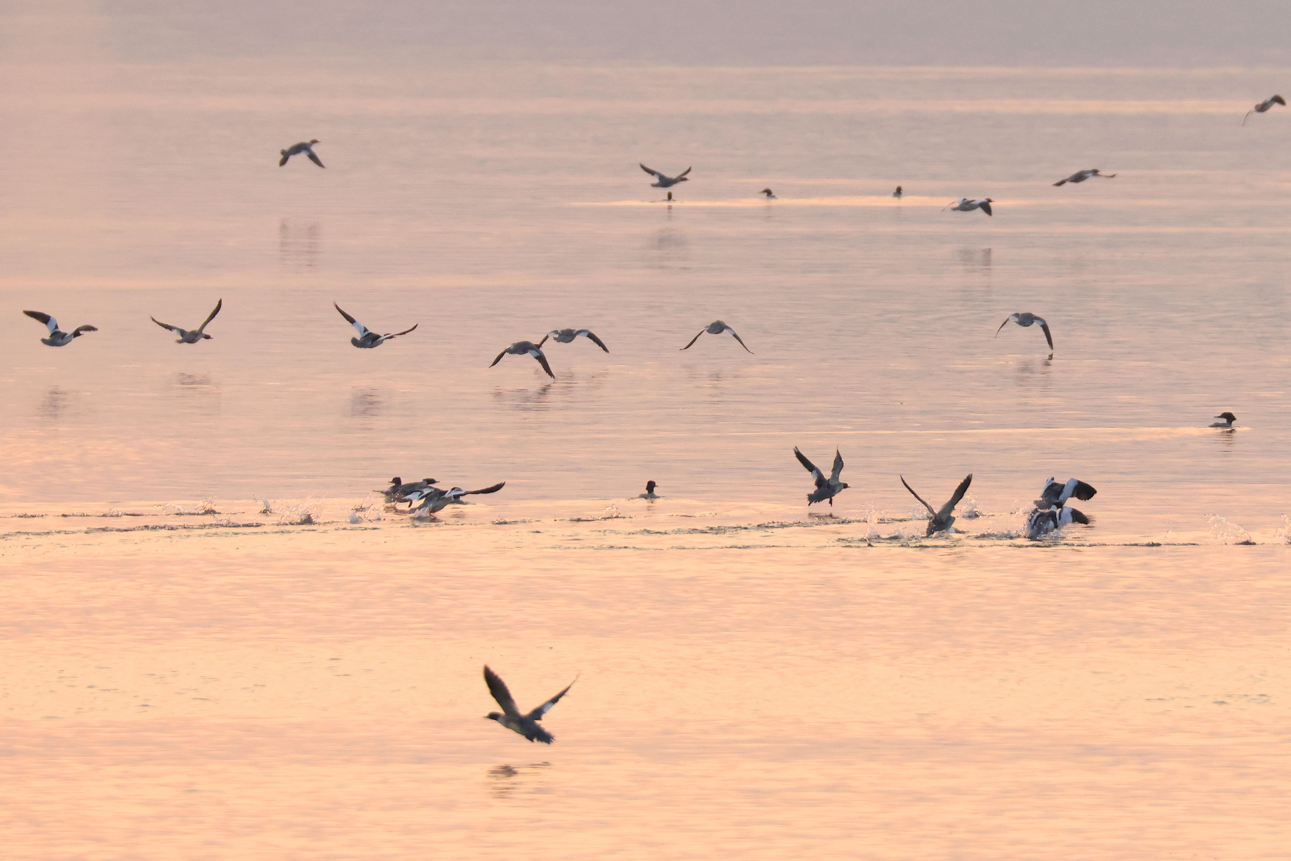 山东东平湖:修复生态环境 打造鸟类乐园