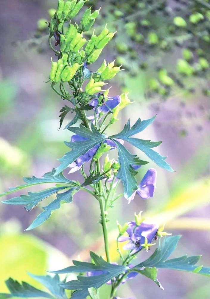 中药草乌的详细知识与多重功效