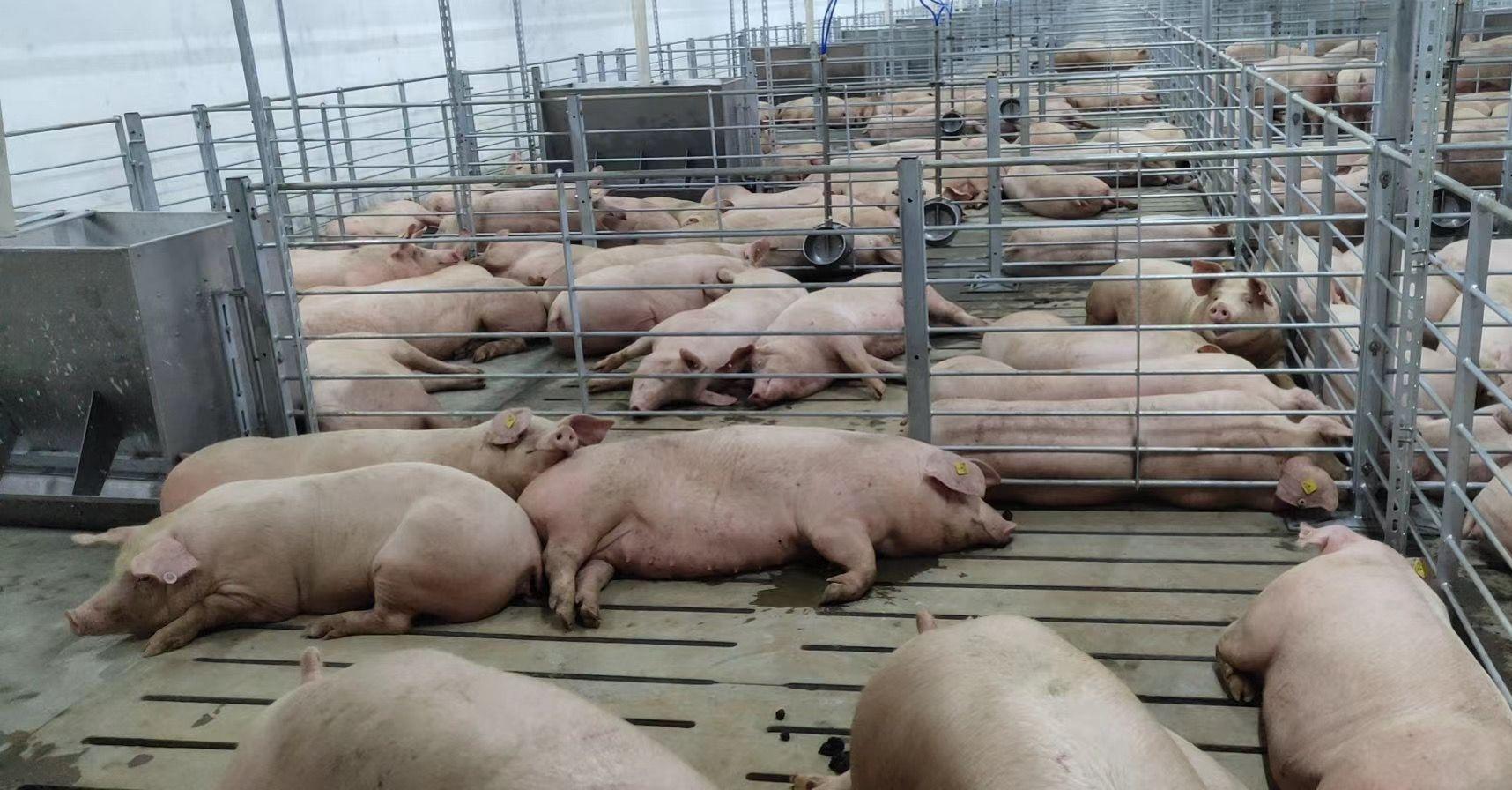 5万头,楼房养猪会是趋势吗?