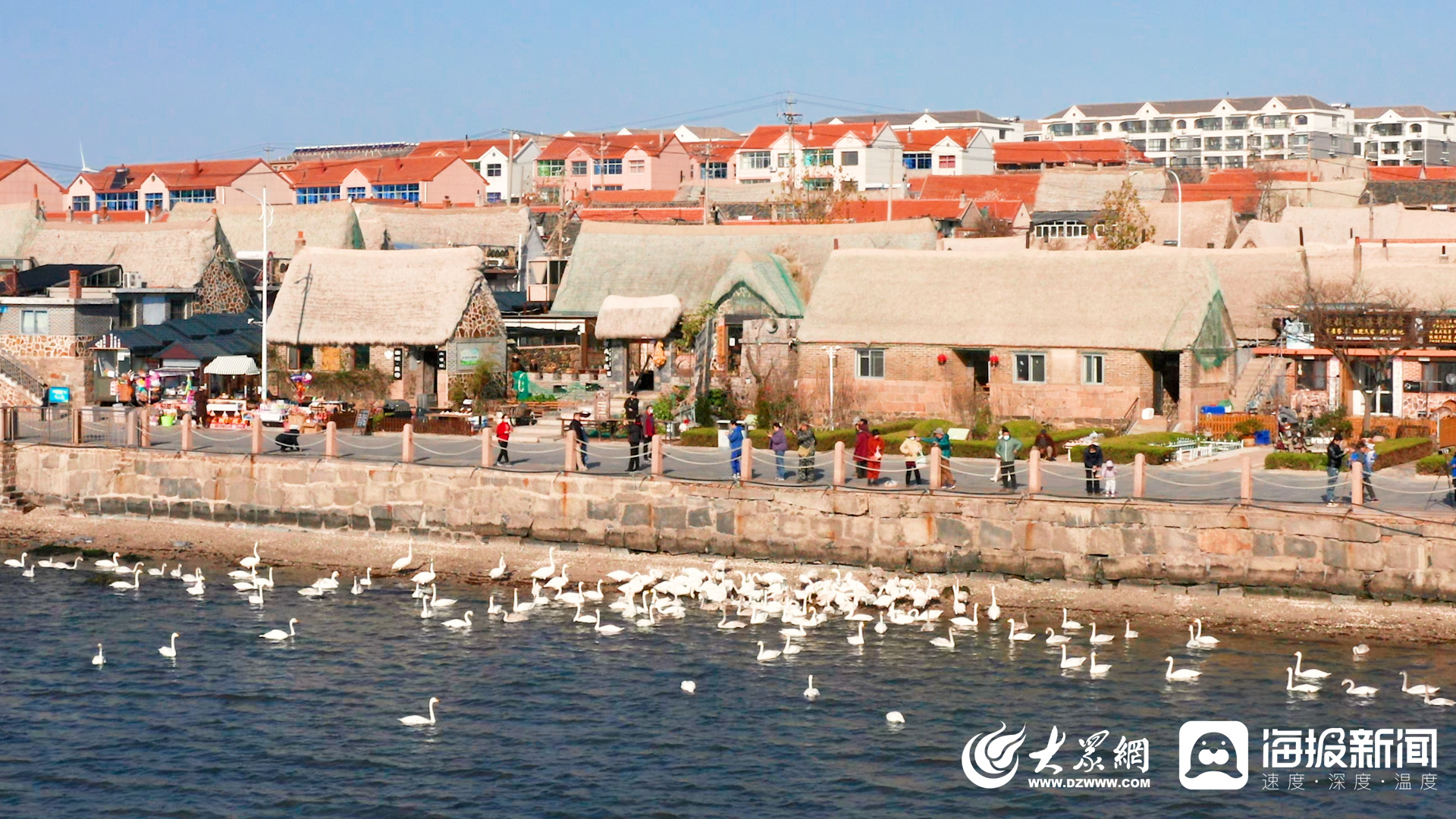 威海烟墩角村:念好"天鹅经" 奏响"振兴曲"