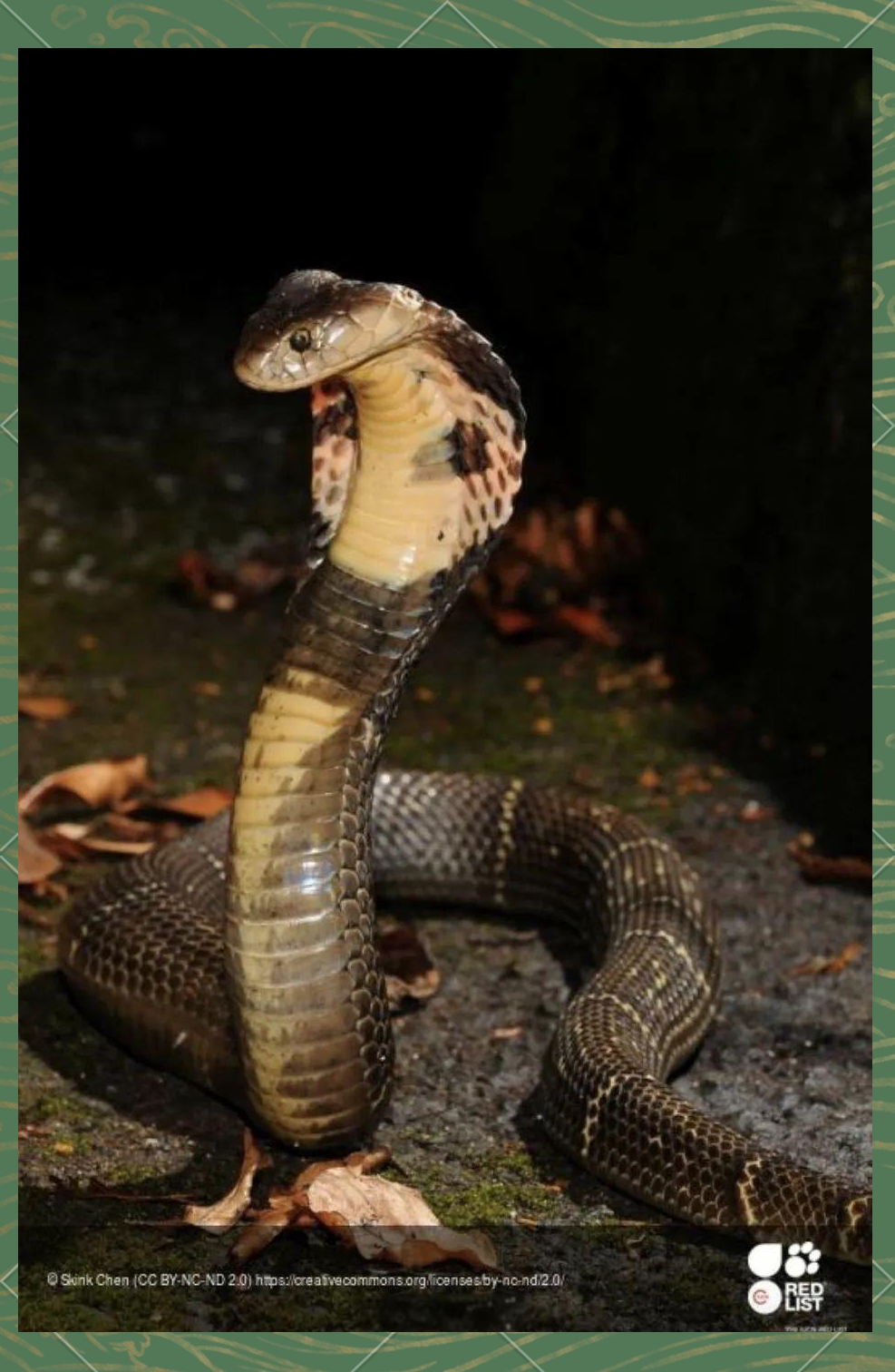 中华眼镜蛇:了解舟山眼镜蛇的多样性与重要性