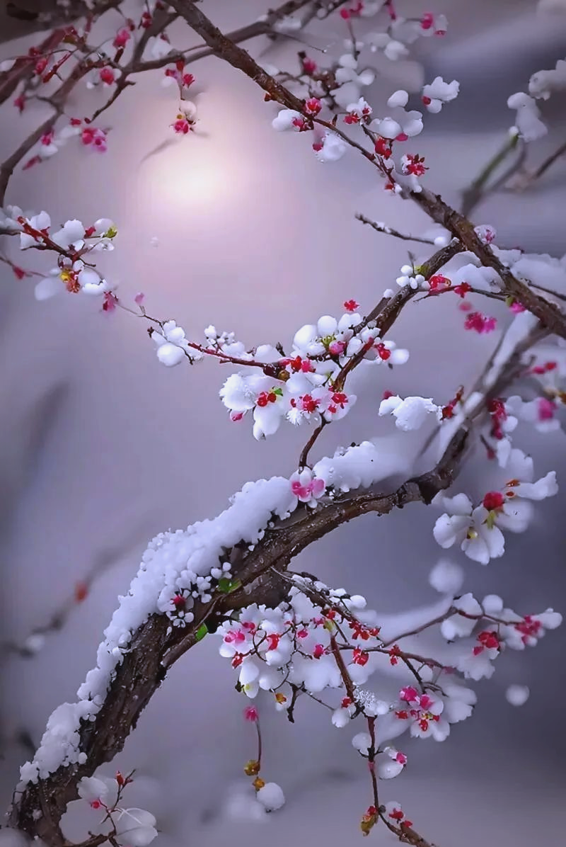 大雪节气,欣赏雪中盛开的梅花,感受冬日之美!