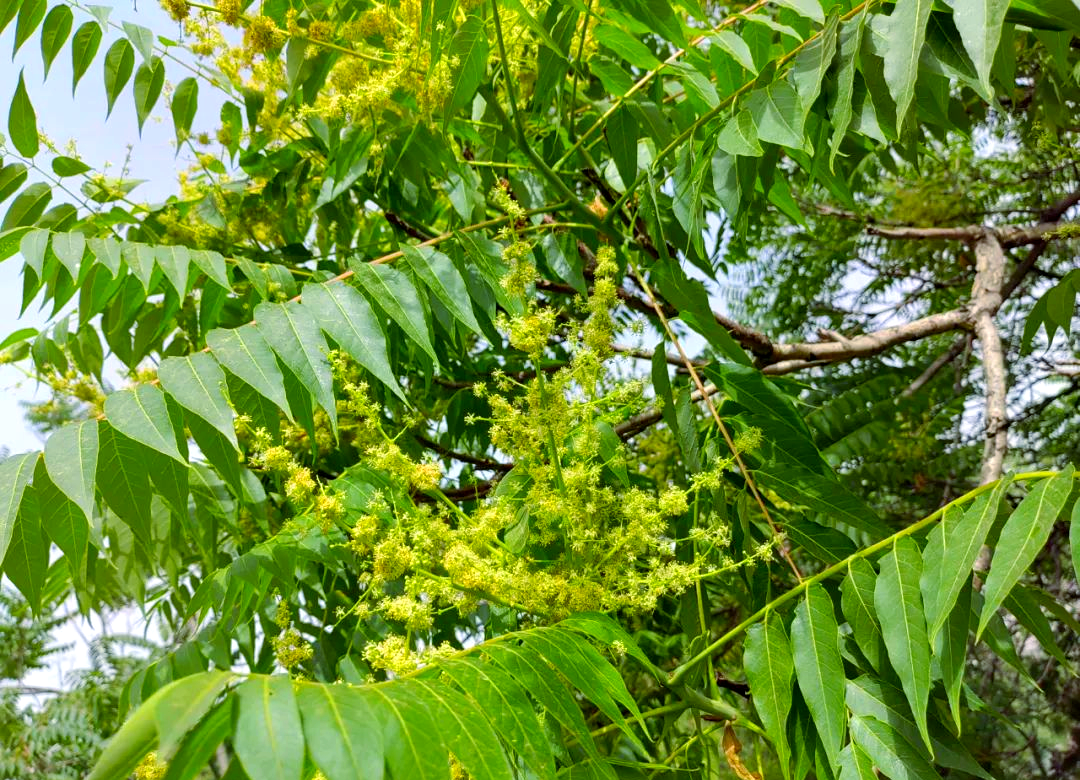 香椿与臭椿的对比:从花到果的全方位较量