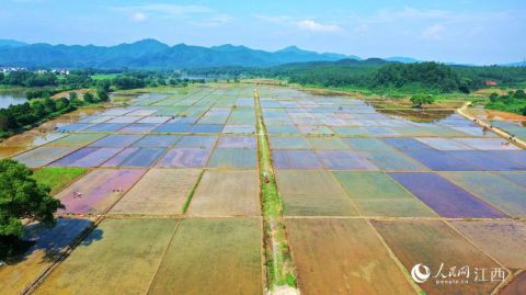 高清图:油菜收后忙耕种稻油轮作促增收