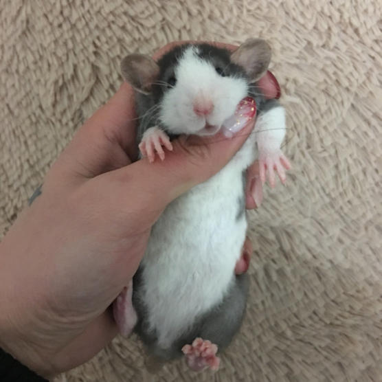 怎样和花枝鼠增进感情?花枝鼠生气有哪些表现?