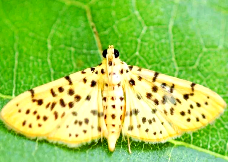 石榴桃蛀螟虫害的全面介绍与防治方法