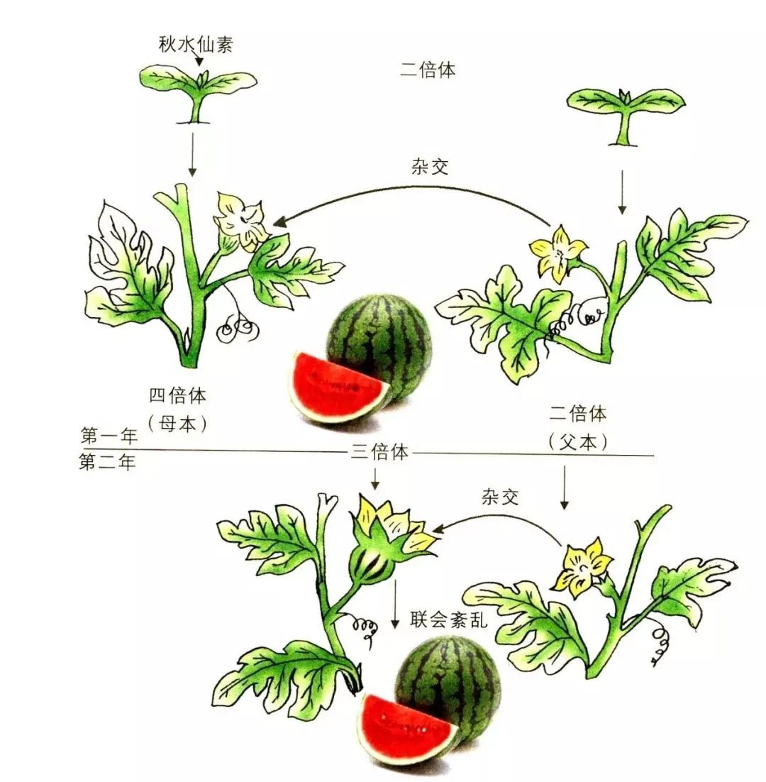 西瓜果实的结构图片