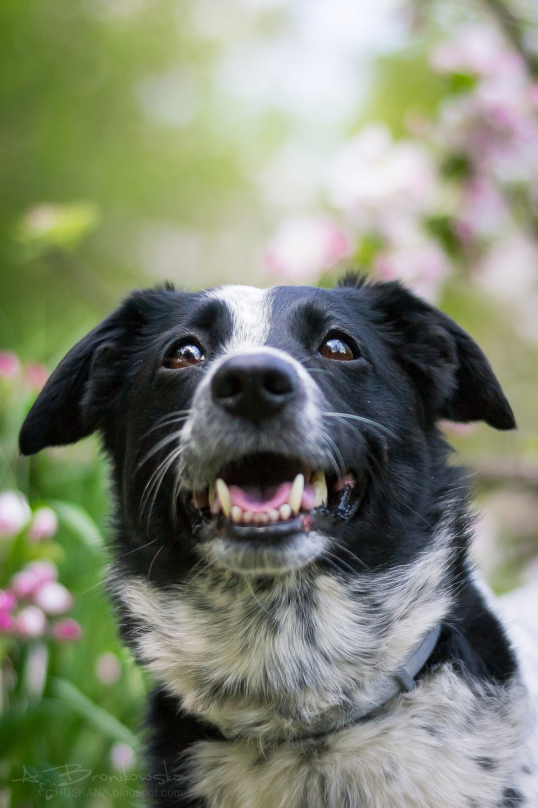 「个摄美图 60p」来自狗狗的凝视