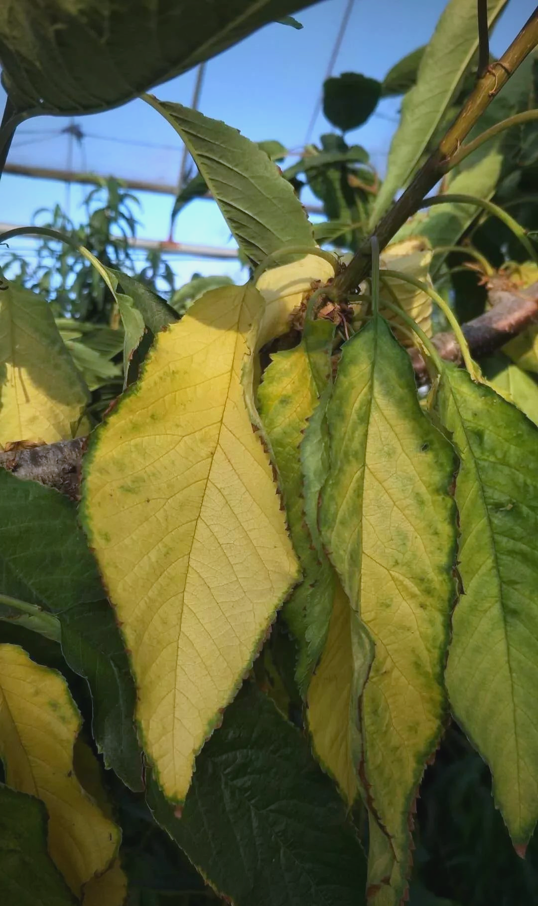 樱桃叶片发黄问题解决指南:多种原因与处理方法详解