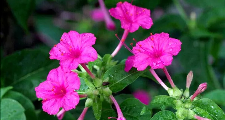 下午5点开什么花