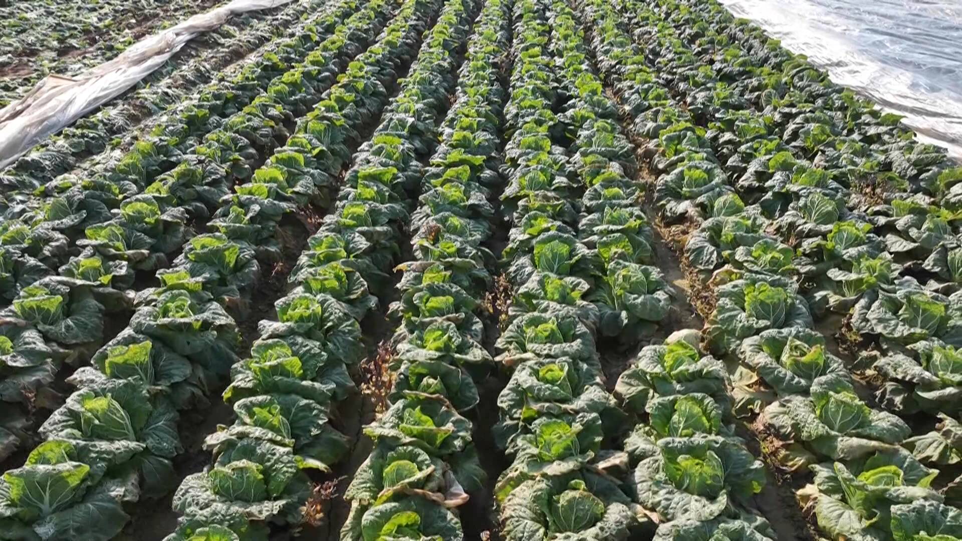 滕州大坞镇2万亩白菜迎丰收 田间采收忙