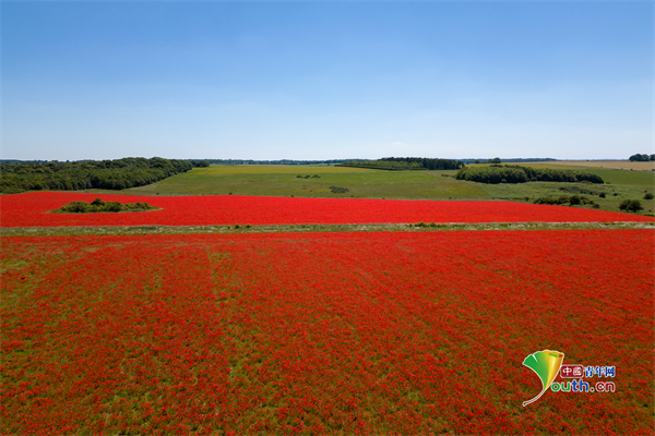 英国诺福克郡虞美人花开成海