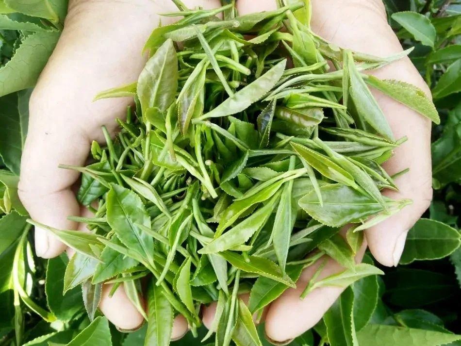 「精品旅游」生态沂蒙山 豌香雪尖茶