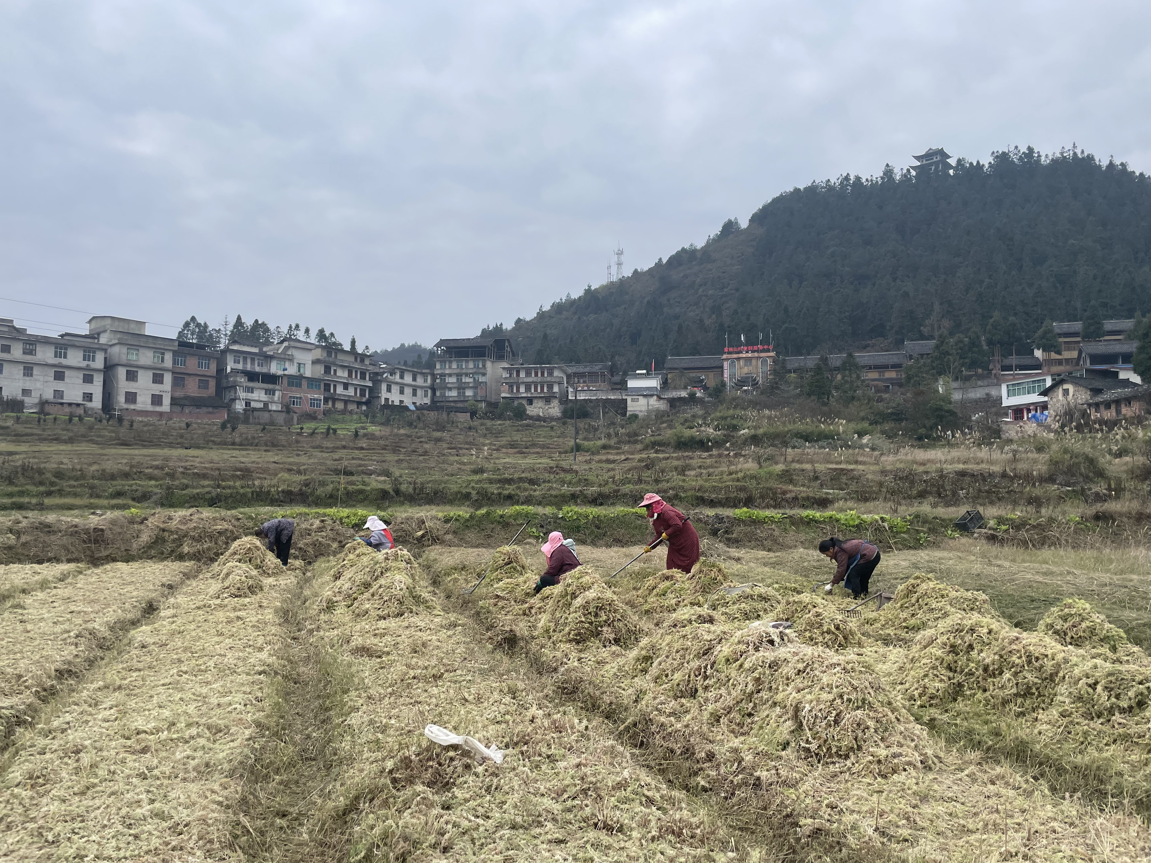 國家林草局助力獨山縣紫林山村種好海花草