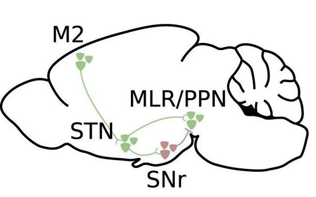 小鼠的大脑居然会做微积分你会做吗