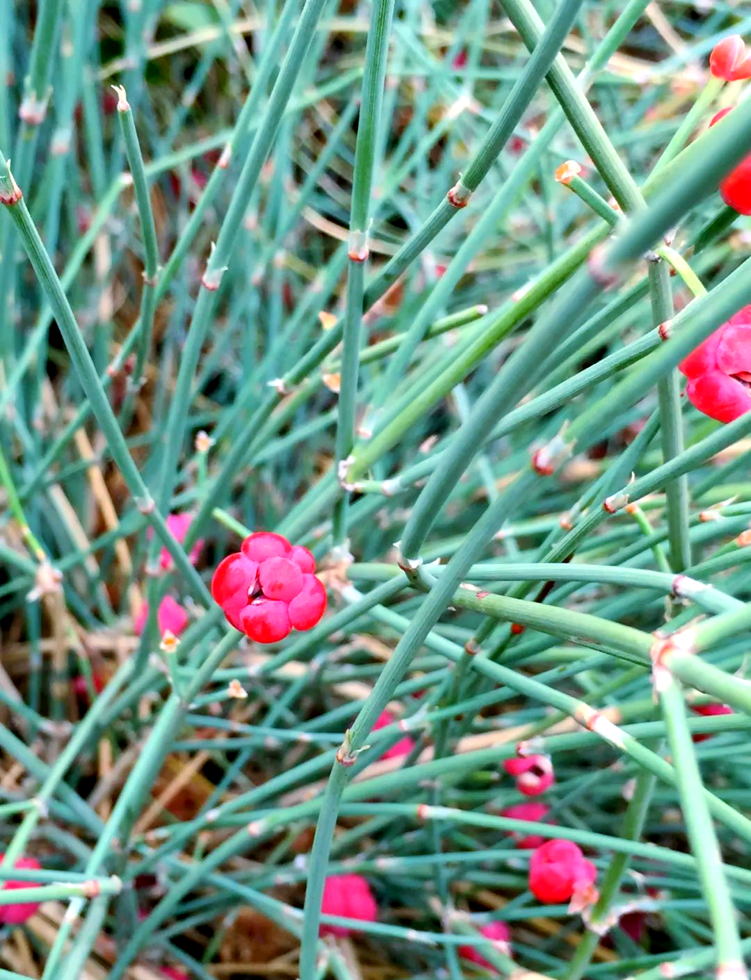 「中药故事」探秘一味药材的由来