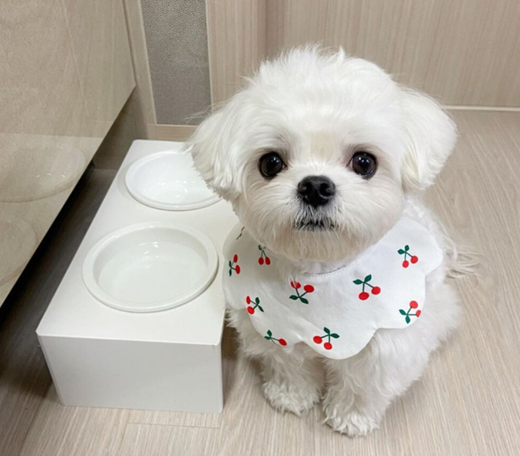 《蜡笔小新》小白是什么狗?这种狗寿命有多长?