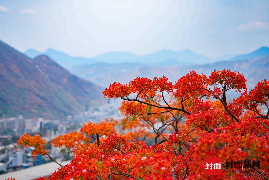 四川攀枝花的5月浪漫紅:全城鳳凰花開,街道變身紅色花海