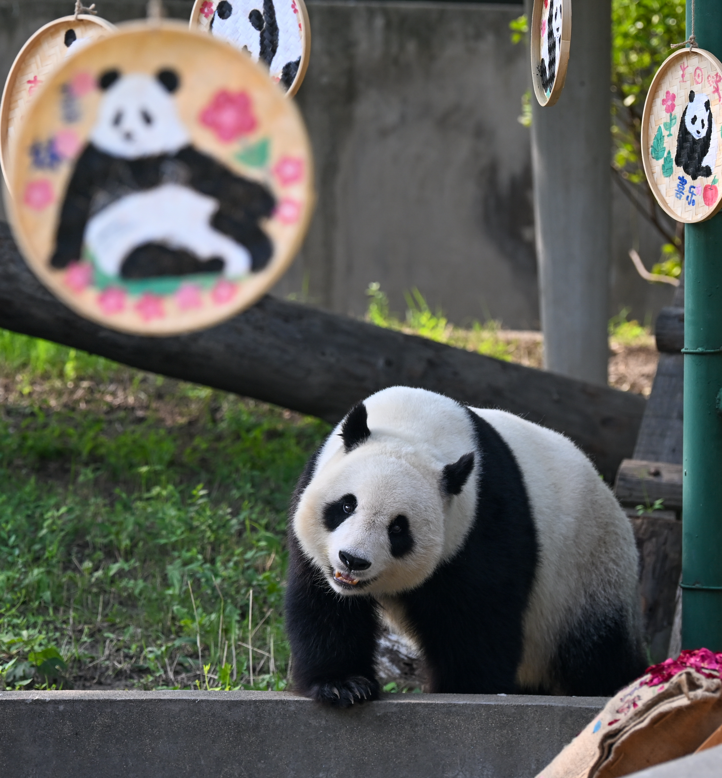 (社会)大熊猫"喜乐"迎来10岁生日