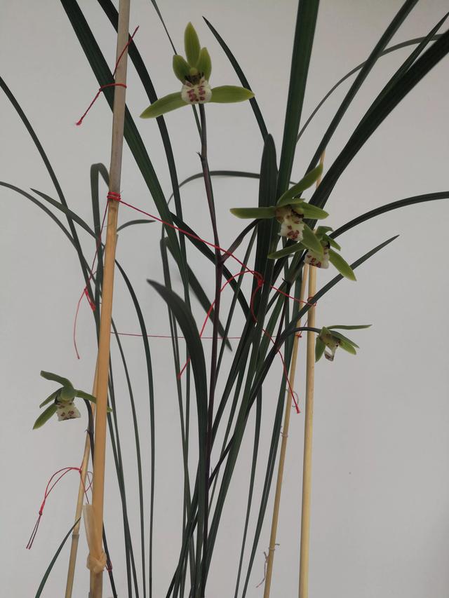 兰花界中以一个县名命名的兰花一一丘北冬蕙兰,迎接冬天的到来