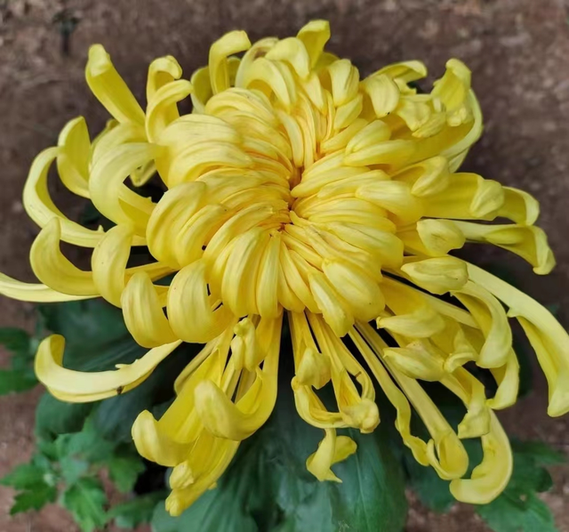 十大传统名菊中的西湖柳月你见过吗?