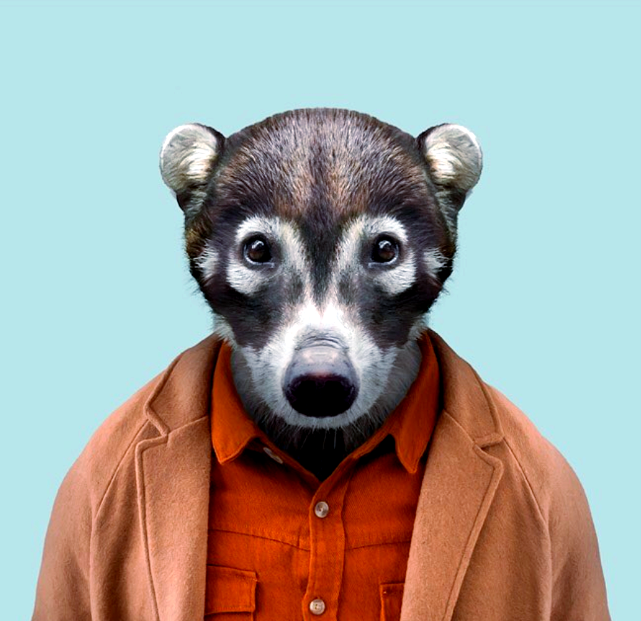 动物肖像走红,这些"衣冠禽兽"有哪些趣味瞬间