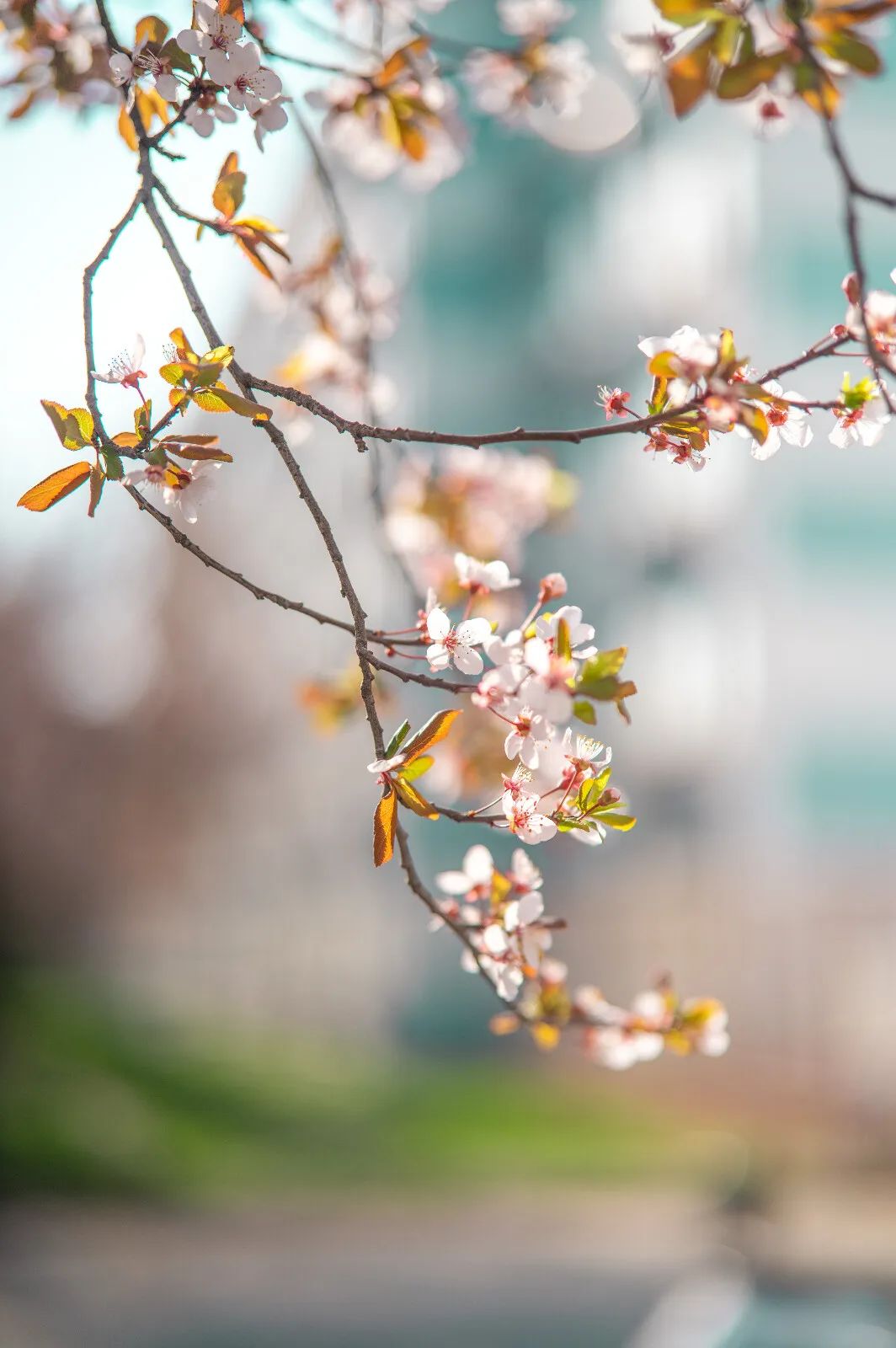有个约定她的温柔和浪漫都藏在花中折半枝梅与八百里春风同醉江南春色