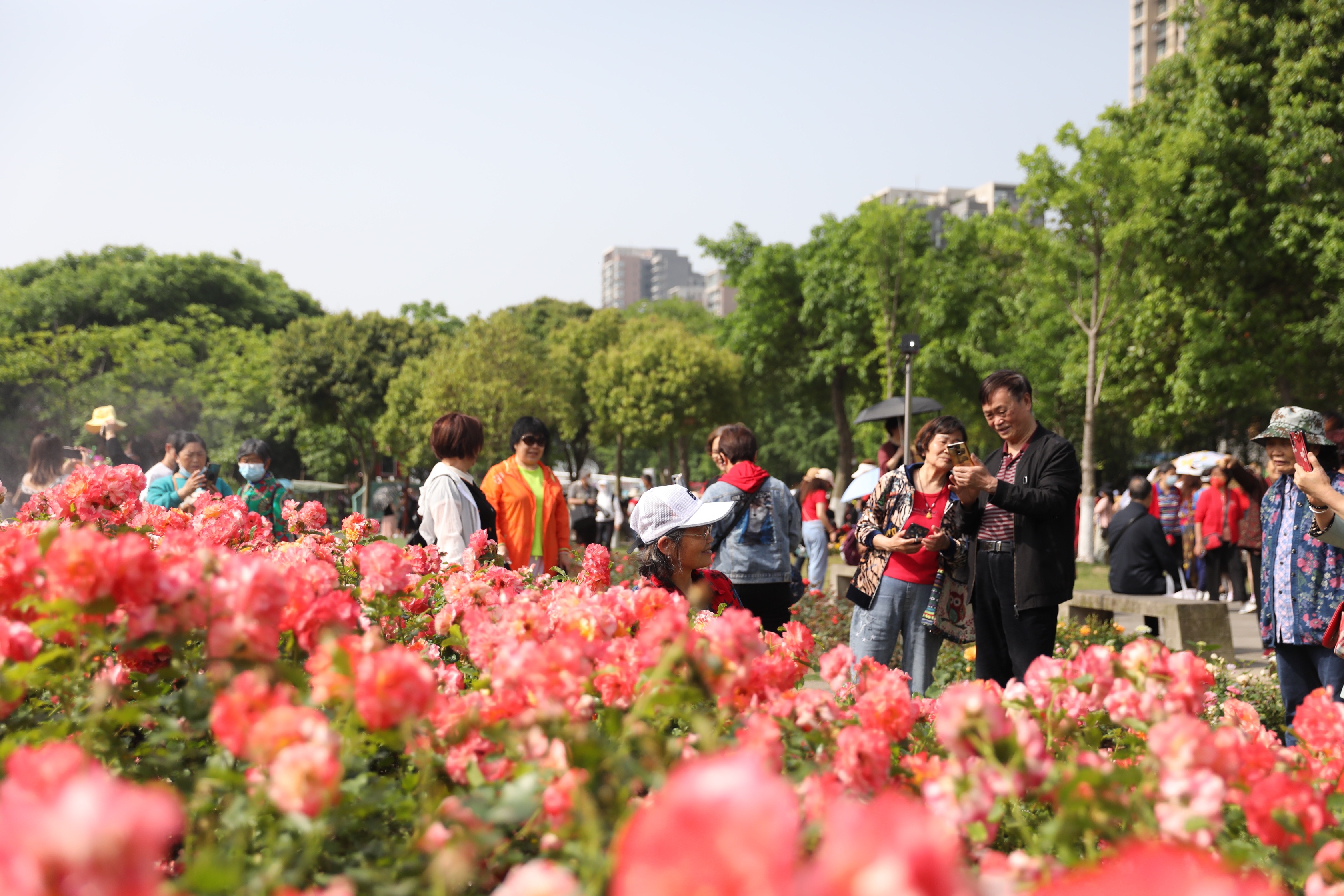 德阳市花月季节开幕 这份"五一"赏花攻略请收好