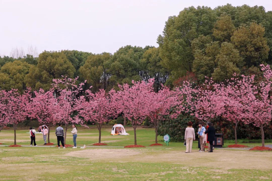 长顺十里花海图片