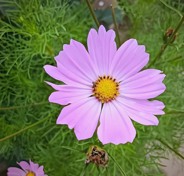 金鸡菊:花开灿烂,象征多重意义