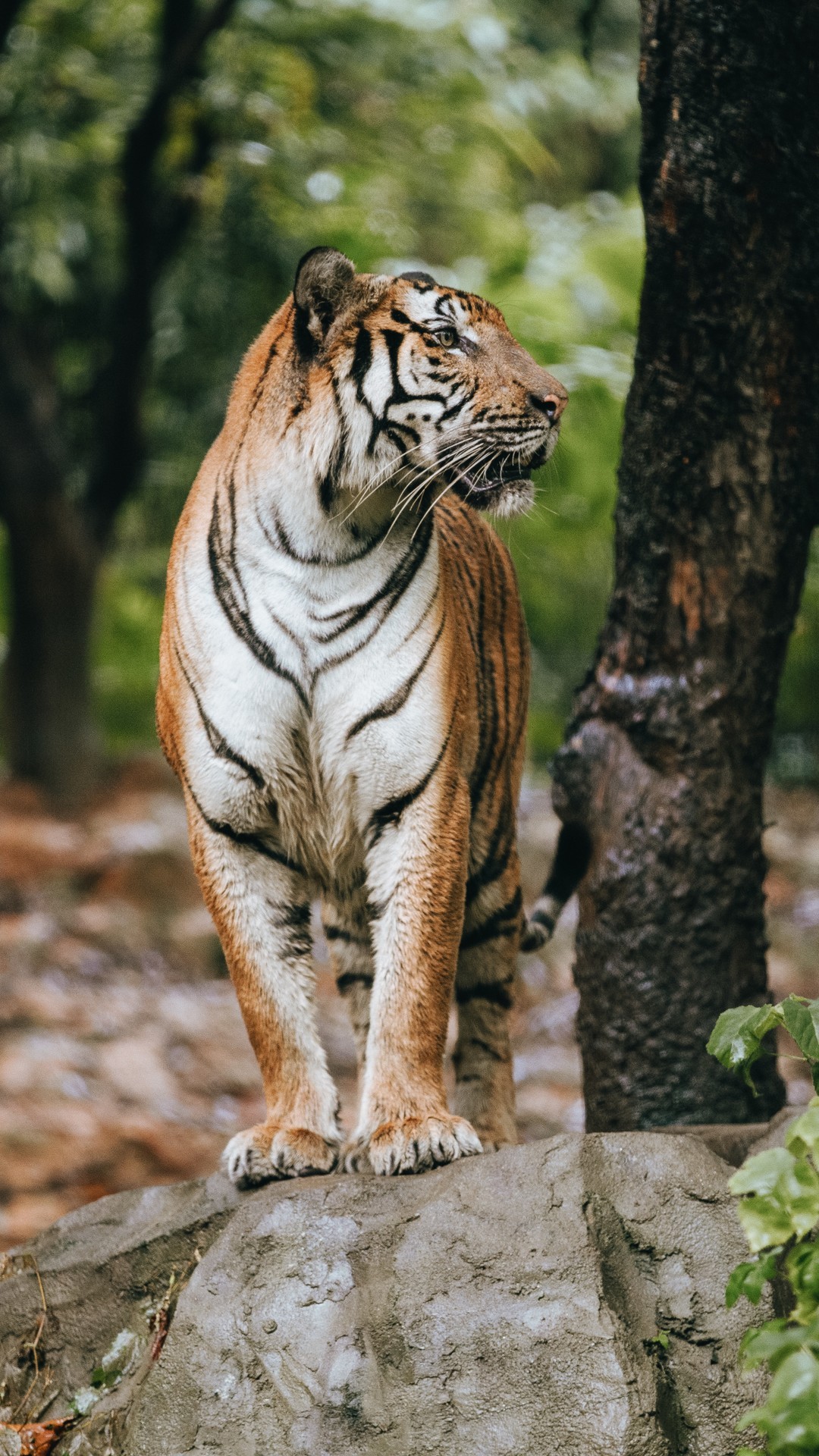 動物壁紙|霸氣老虎圖片壁紙