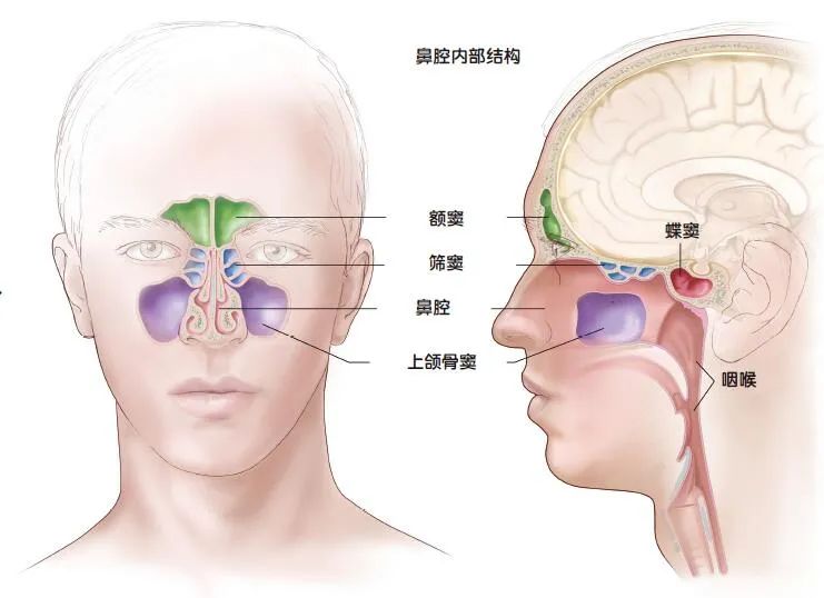 鼻窦位置图片