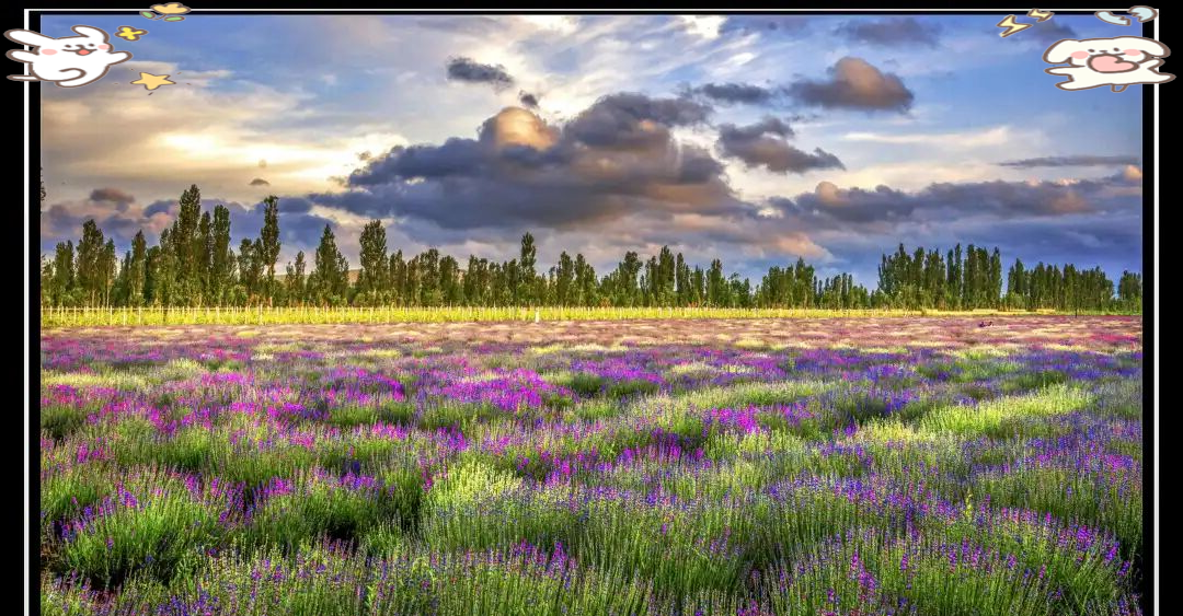 西部牧羊姑娘可克达拉:草原春天与夜空之旅