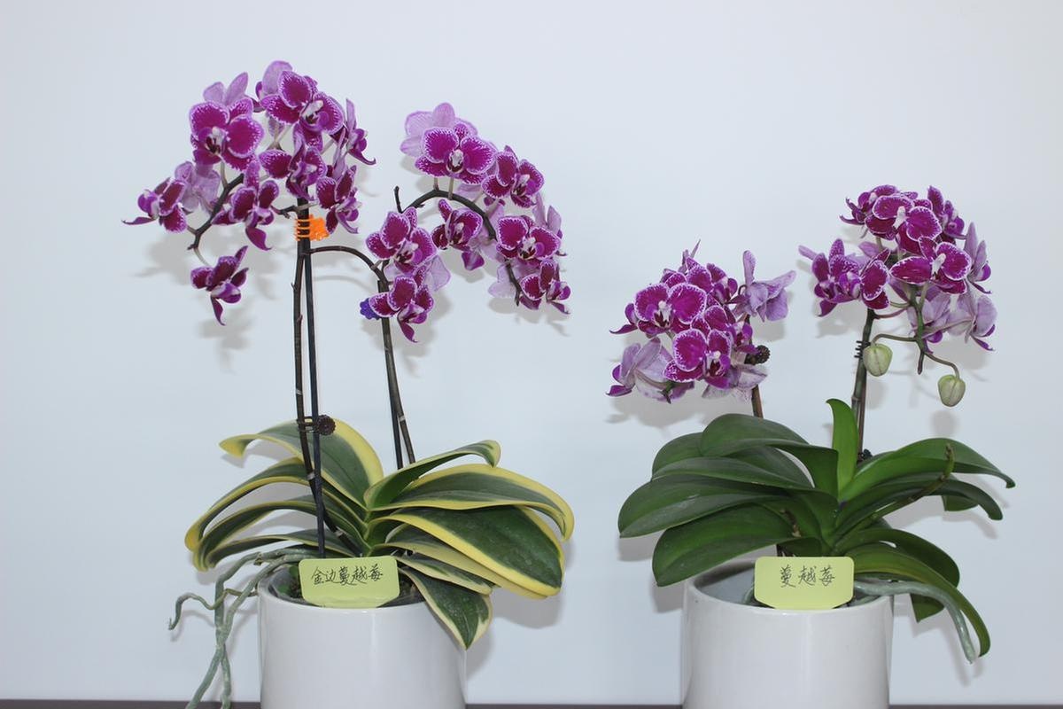 珠海兰花新品种"金边蔓越莓蝴蝶兰"通过省级鉴定