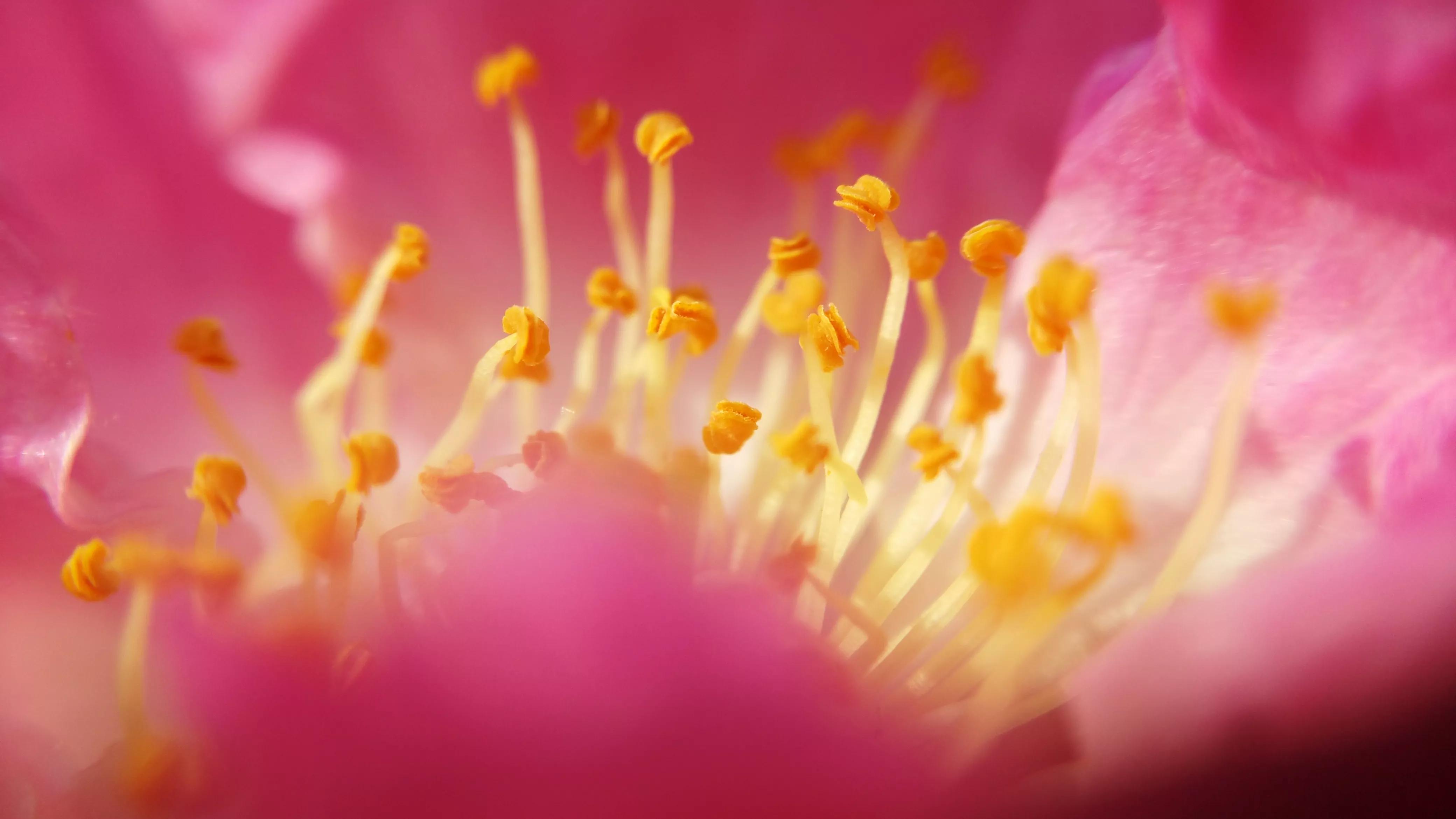 花蕊美图,百花吐蕊,金蕊含羞遍野溢芬芳