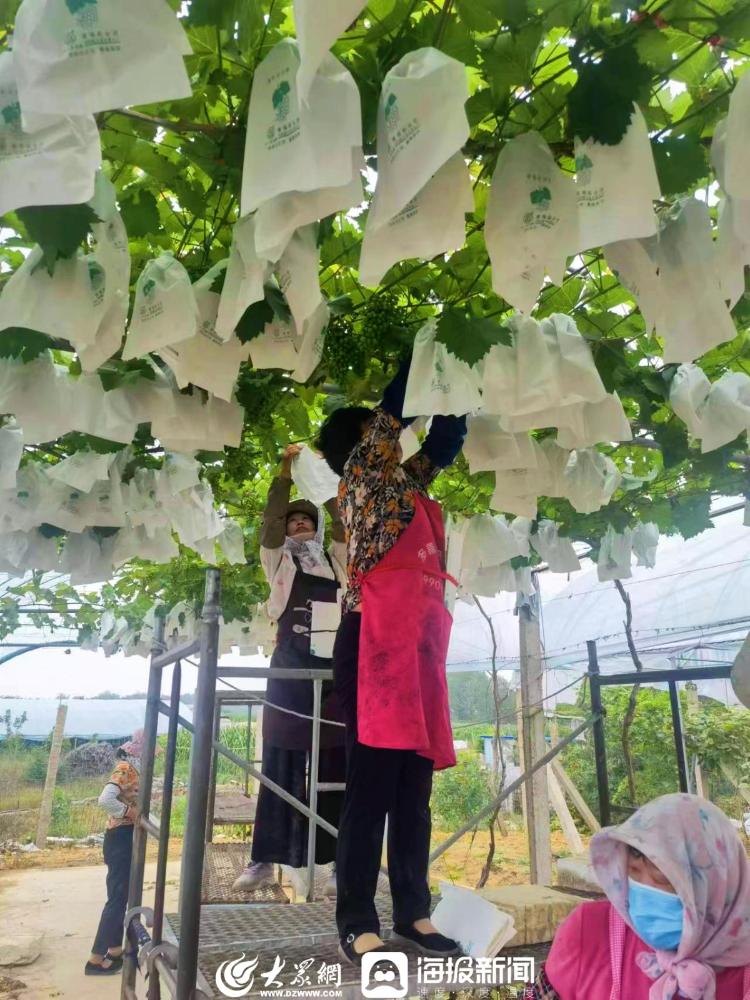 争流·新农人风采|③郑宏伟:用心培育,小葡萄串起"致富路"