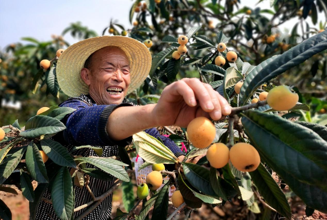 贵州开阳富硒枇杷