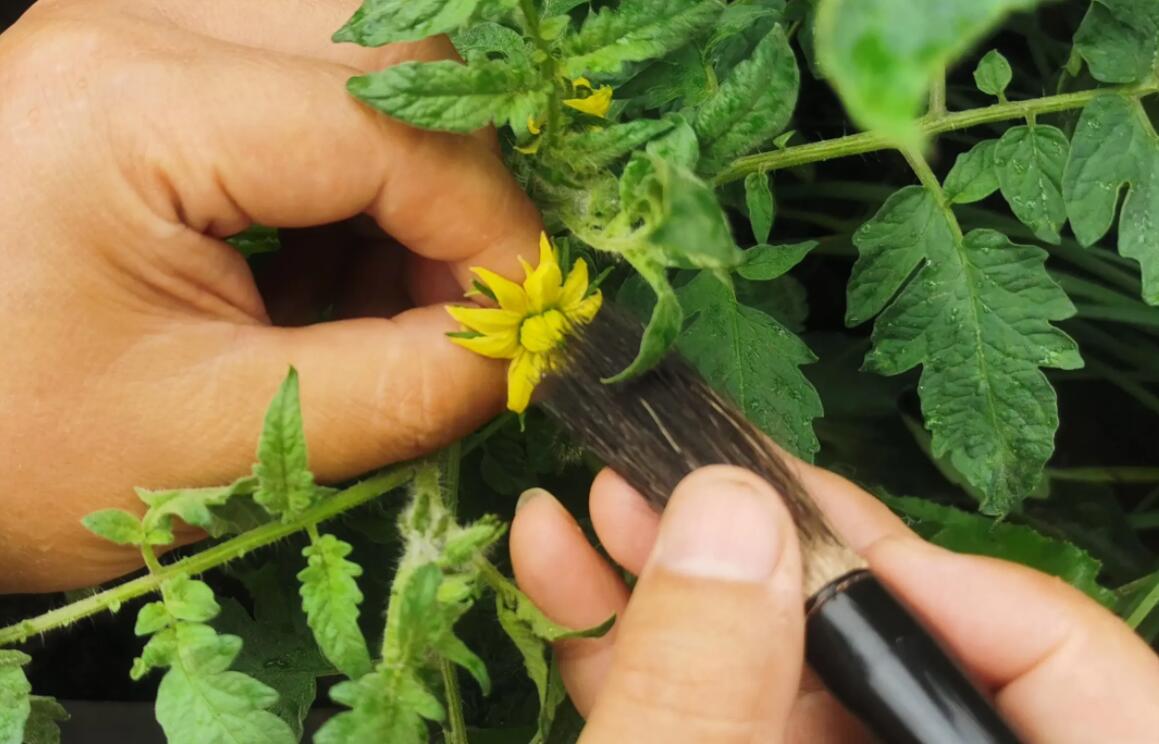 大棚西红柿,人工授粉怎么做,才能保证坐果率?选药,技法是关键