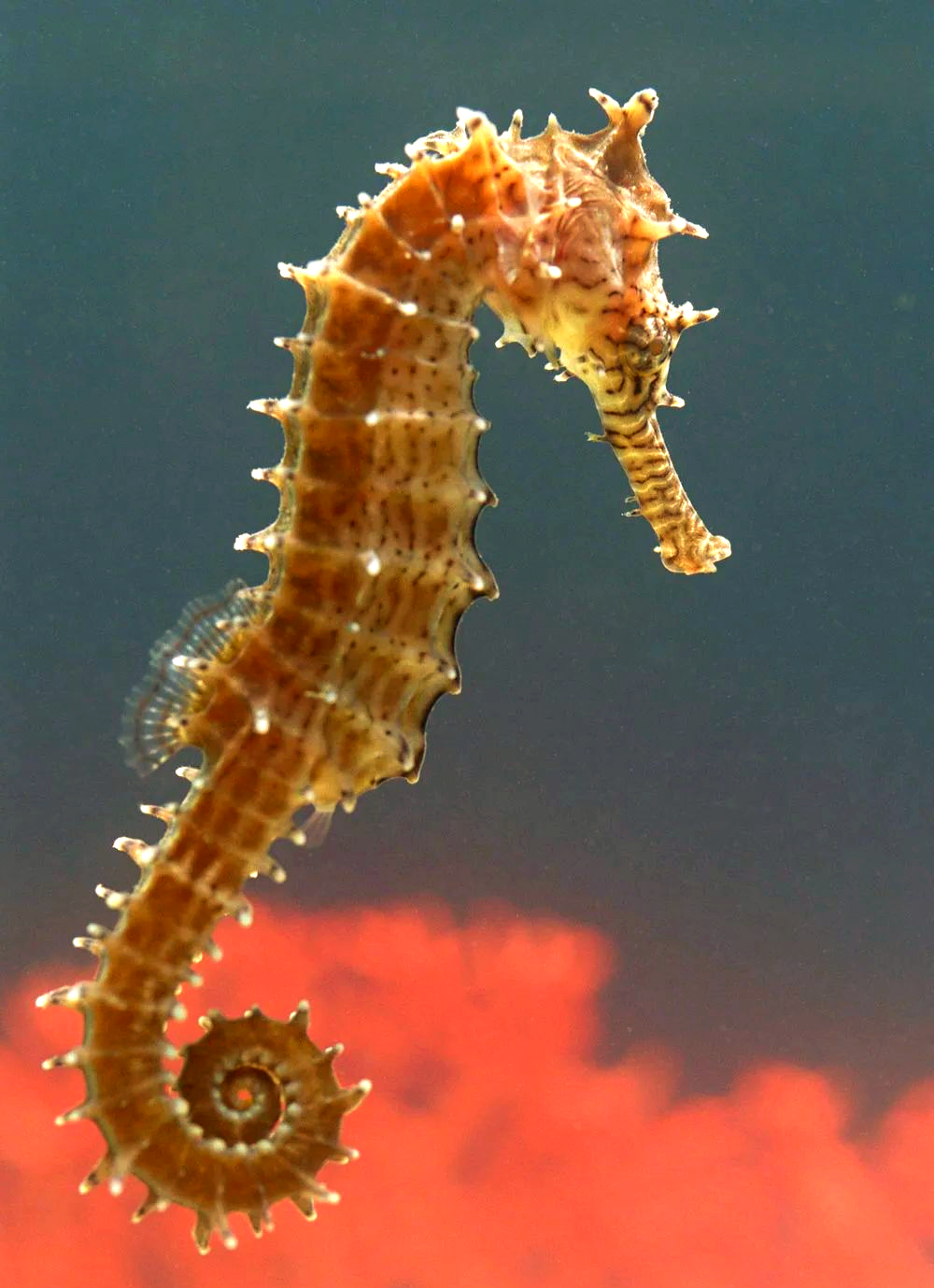 探秘海洋世界:海马的独特形态与繁殖方式