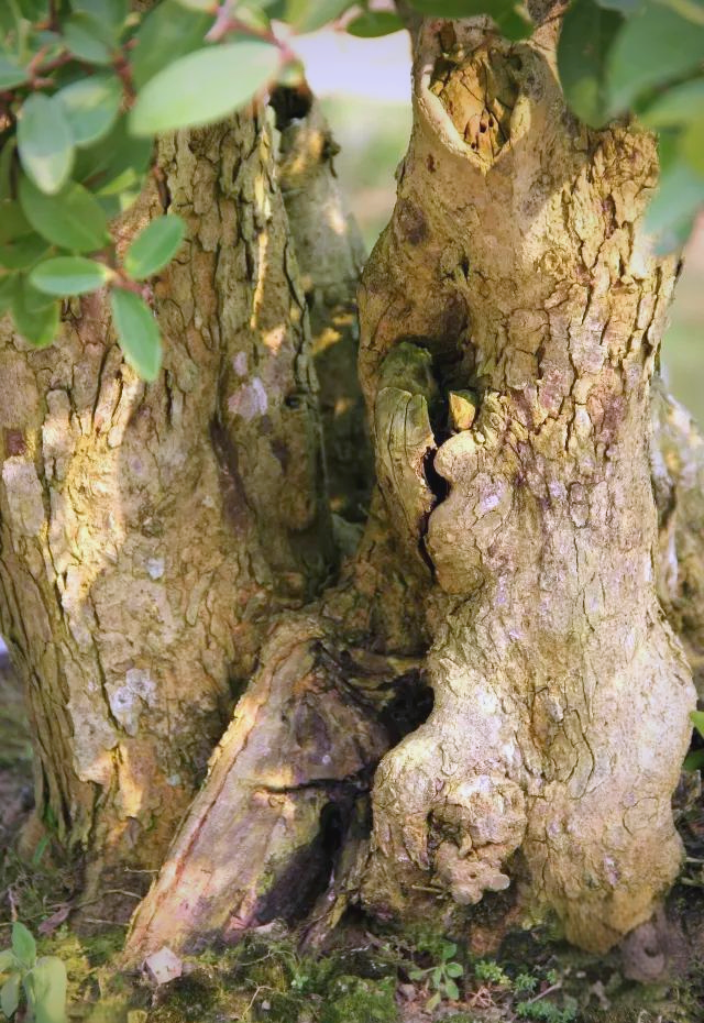 红牛盆景:探索岭南盆景中的新树种