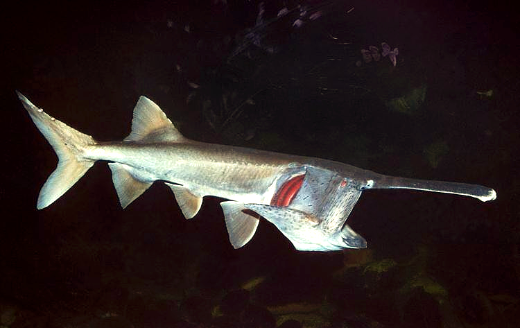 探索匙吻鲟:一种独特而濒危的淡水鱼类