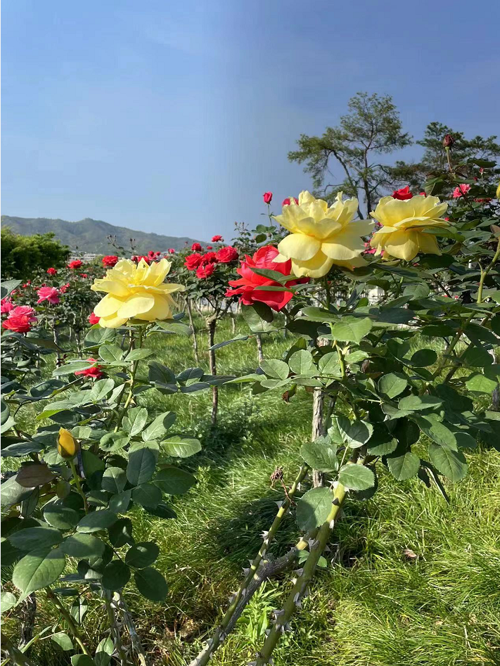 畅游花的海洋共赴瑞金红都幸福花海