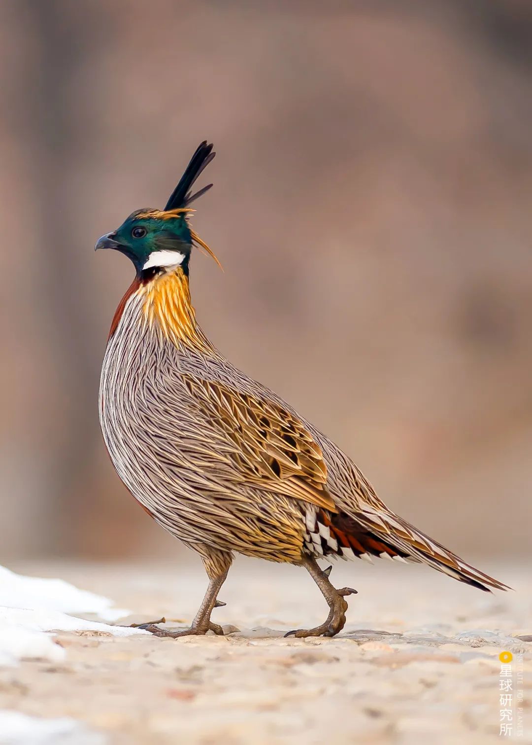 1400多种中国鸟,你认识多少?